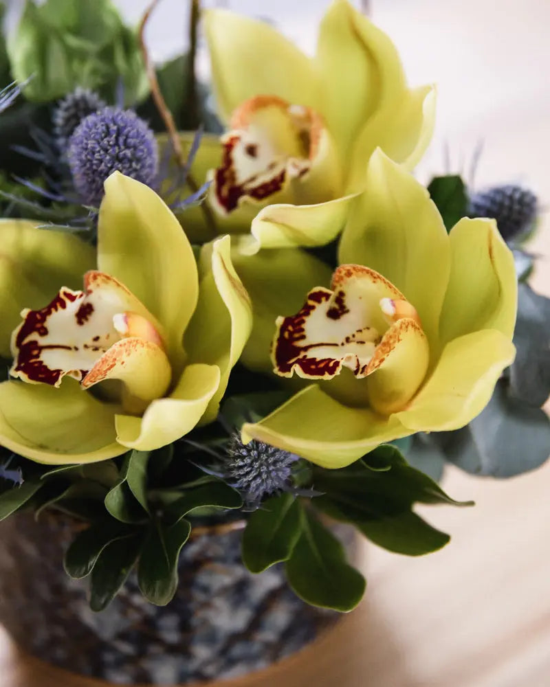 flower arrangement, Orchids, Thistle, contemporary, sympathy, everyday flowers
